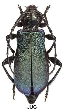 Obsah obrázku roztoči, hmyz
Popis byl vytvořen automaticky